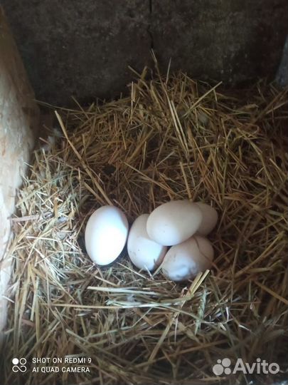 Инкубационное яйцо гусей линда, и помесь холмогор