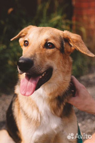 Выброшенный на помойку щенок ищет семью