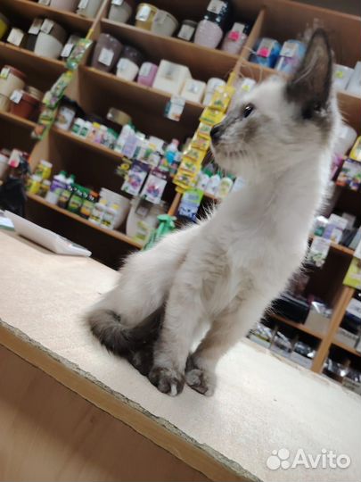 Сиамская кошка