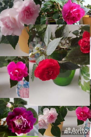 Бальзамины