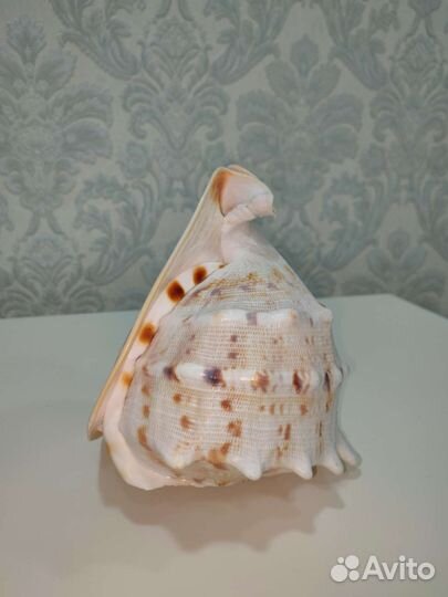 Ракушка морская большая