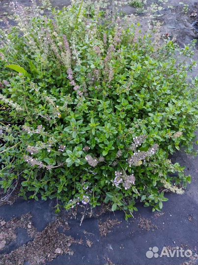Тимьян (оптом, в розницу) забивает сорняк
