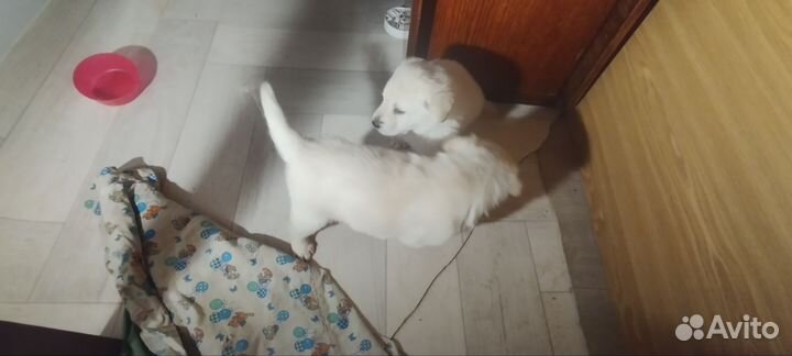 Щенки лабрадора бежевого цвета