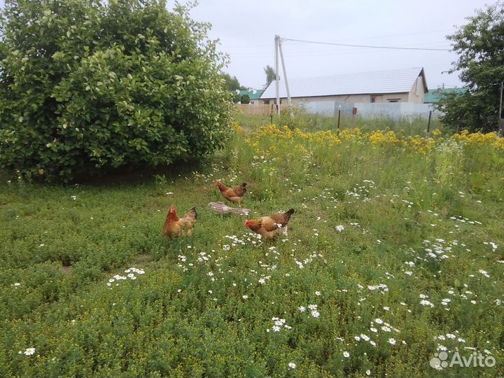 Кучинская юбилейная