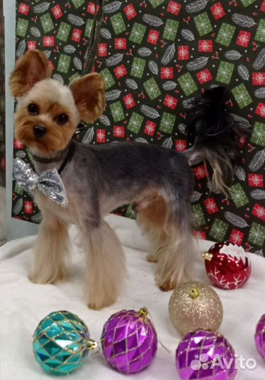 Стрижка собак и кошек