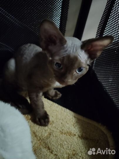 Котята девон-рекс