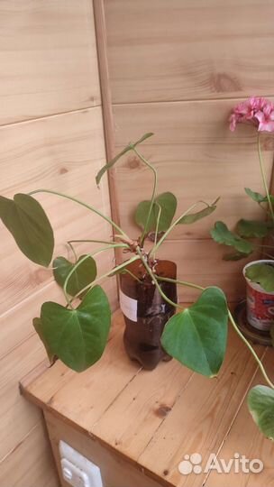 Антуриум розовый Колорадо