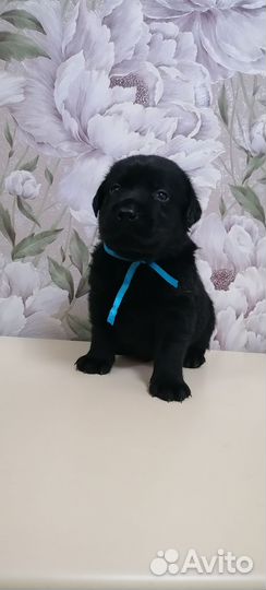 Щенки лабрадора