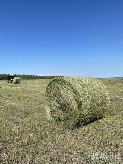 Сено в рулонах