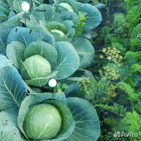 Семена овощей Голландской селекции