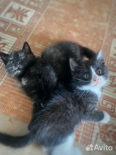 Отдам в добрые руки