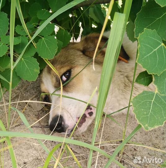 Собака для души