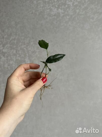 Комнатные растения цветы