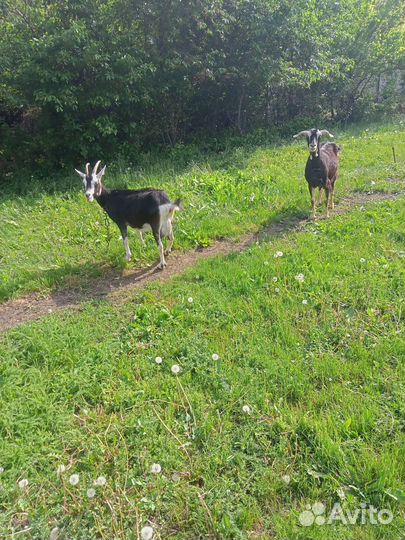 Продам дойных коз