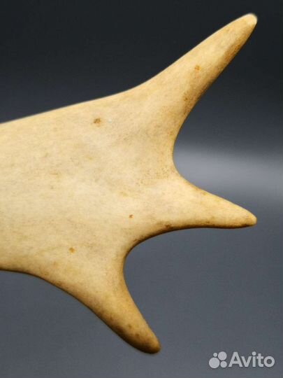 Рог молодого плейстоценового оленя