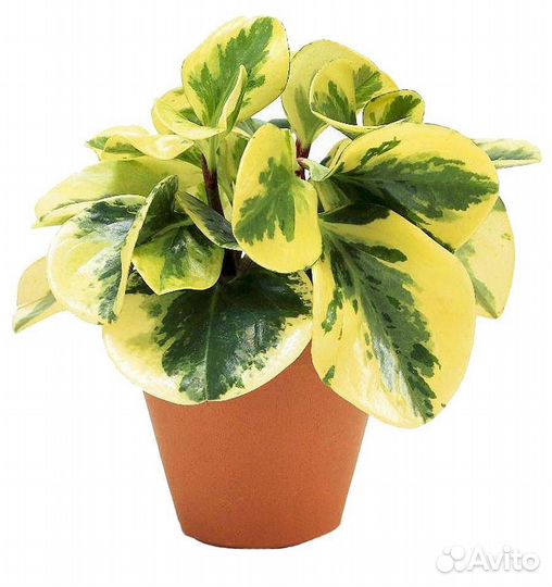Пеперомия туполистная peperomia obtusifolia golden