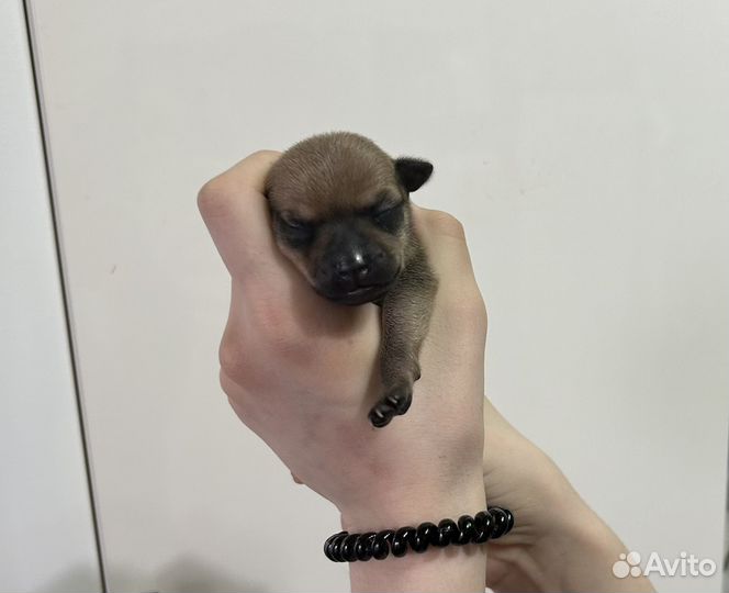 Щенки тойтерьер мини