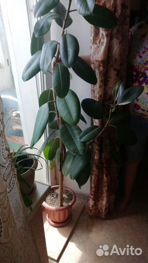 Фикус 2м