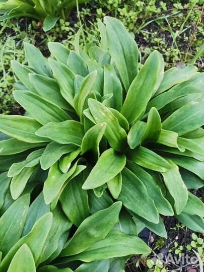 Лилия садовая, луковицы