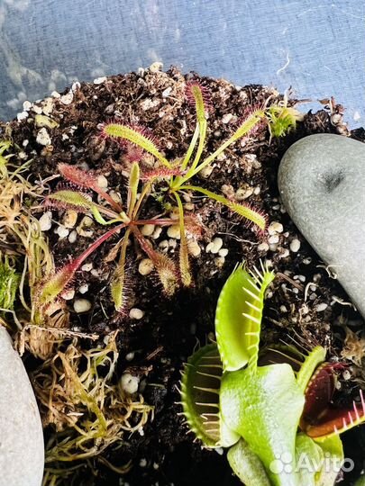 Флорариум с хищными растениями, хищный флорариум