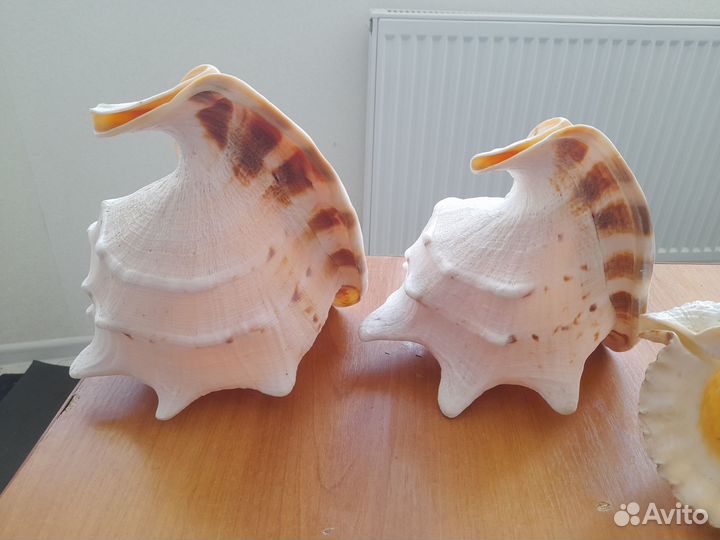 Морские ракушки раковины