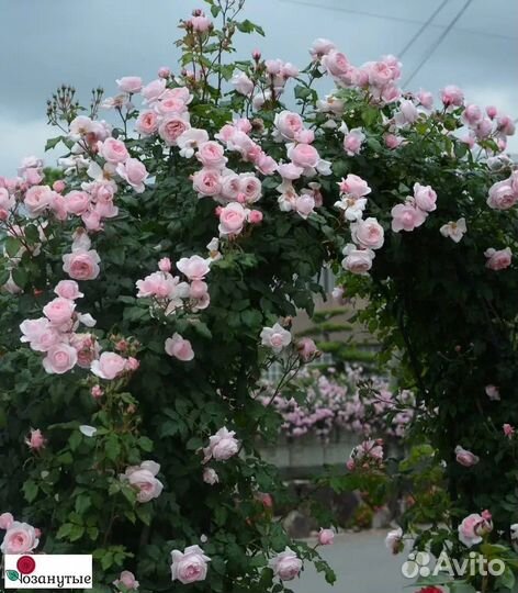 Роза плетистая Нахема