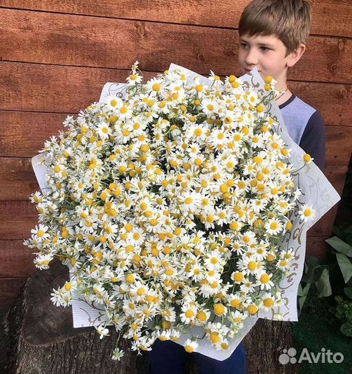 Букеты ромашек