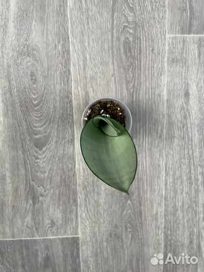 Сансевиерия муншайн