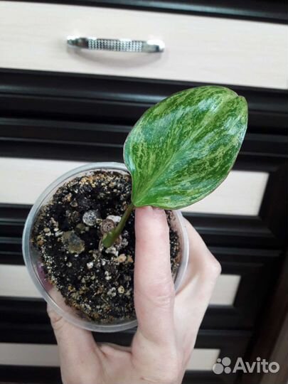 Филодендроны