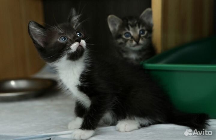 Котенок 2 мес