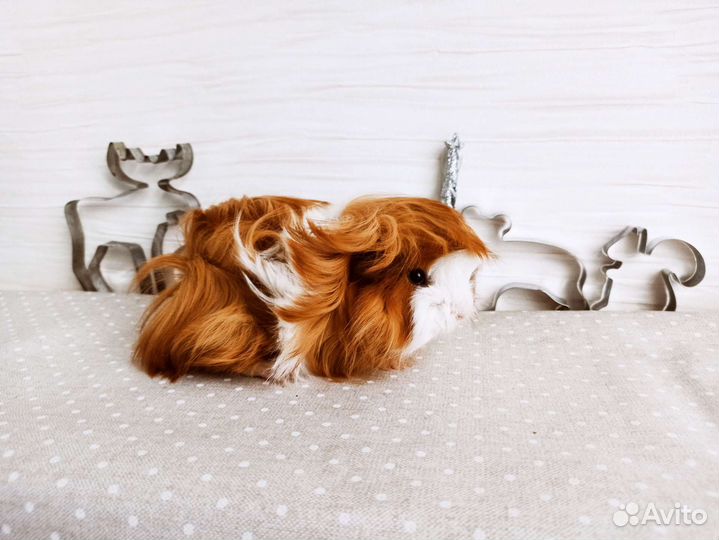 Морская свинка купить