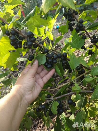 Домашний мини-питомник