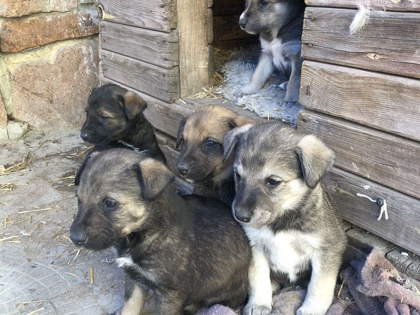 Щенки восточноевропейской овчарки