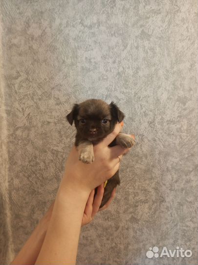 Девочки чихуахуа