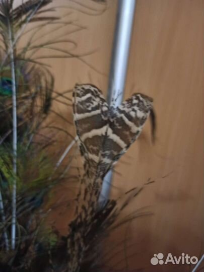 Павлиньи перья