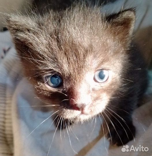 Котики бесплатно в добрые руки