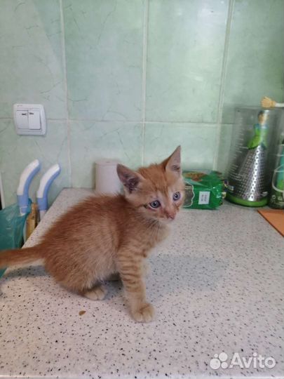 Котёнок бесплатно