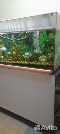 Продаю аквариум