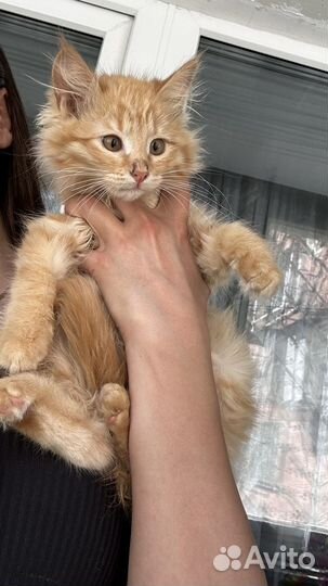 Рыжая кошечка в семью