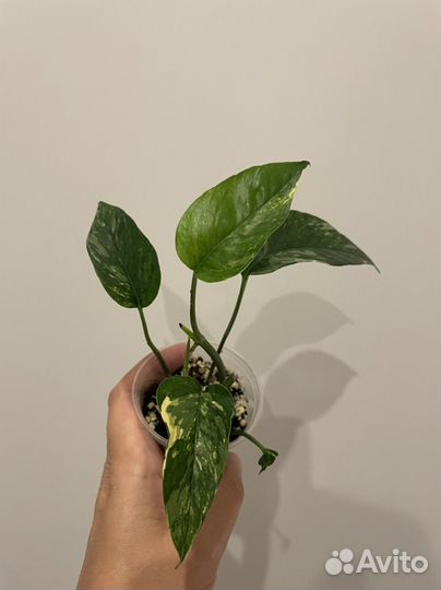 Эпипремнум пиннатум вайт, марбл плэнет, себу блю