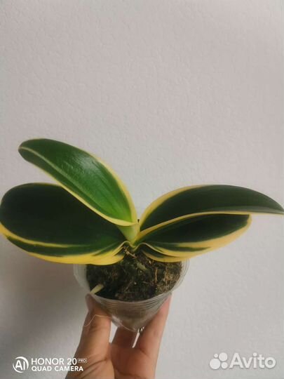 Орхидея фаленопсис Мокко Кофе Coffee