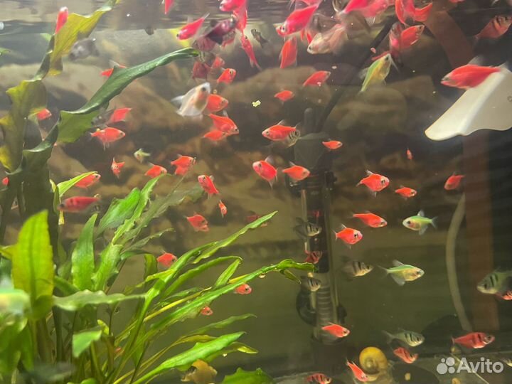 Тернеция гло