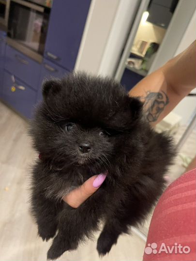 Померанский шпиц девочка