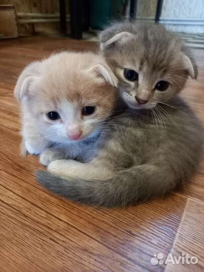 Вислоухие котята бесплатно