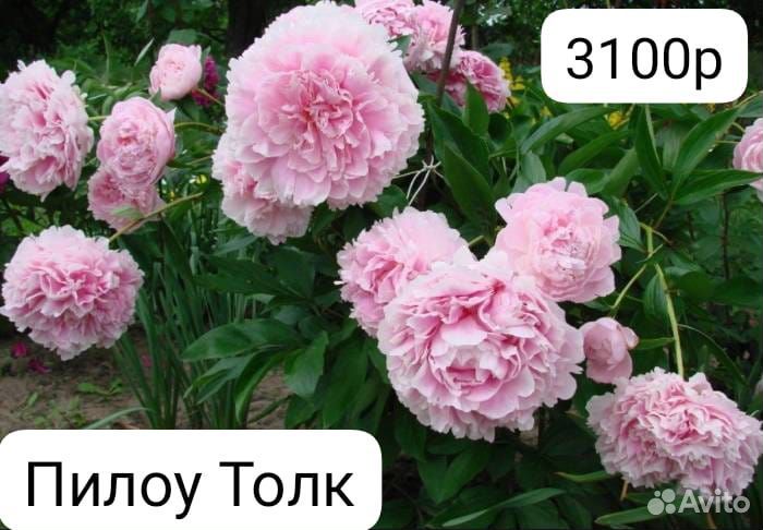 Пионы саженцы корни