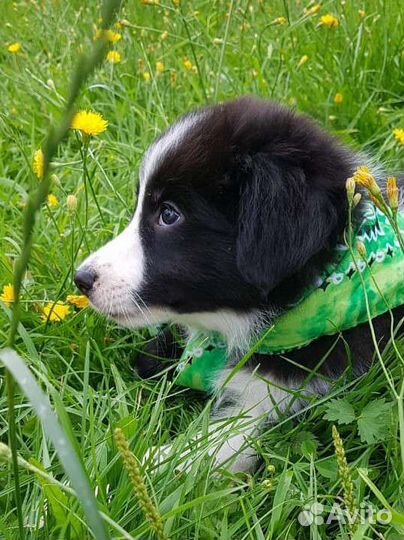 Фантастические щенята бк