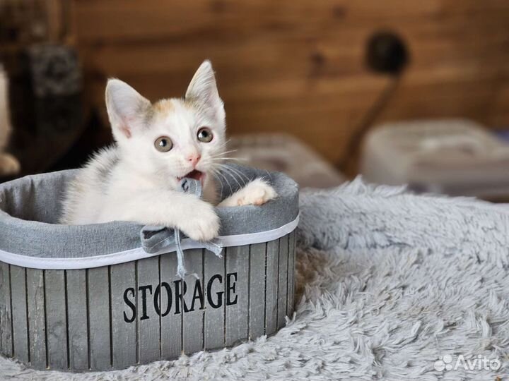 Котёнок Алёнка 2 мес.Прививка+паспорт. Привезём