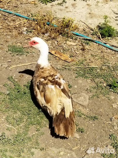 Мускусные утки