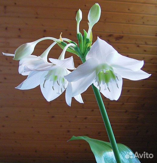 Эухарис -Лилия