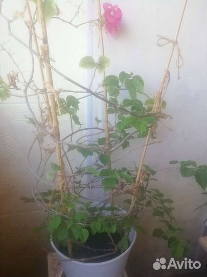 Бугенвиллия 3 года, 3 цвета